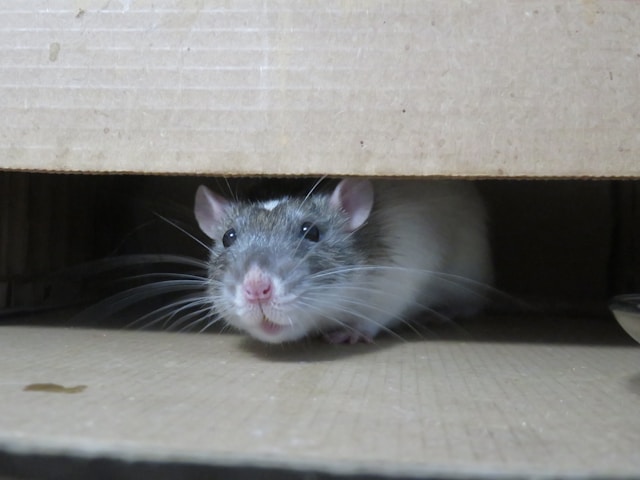 Rat entrant dans une maison