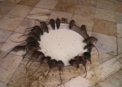 La lutte contre les infestations de rats dans les restaurants : enjeux et solutions