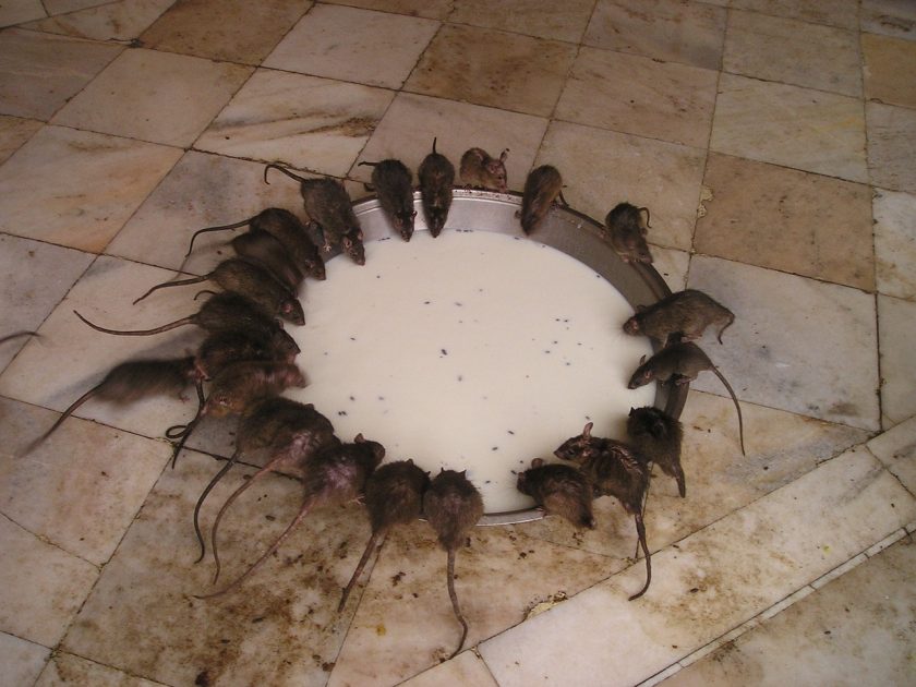 infestations-de-rats
